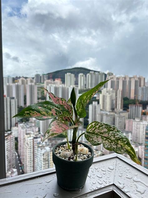 香港水種植物|香港最佳室內植物推薦：易打理、空氣淨化、開花觀賞。